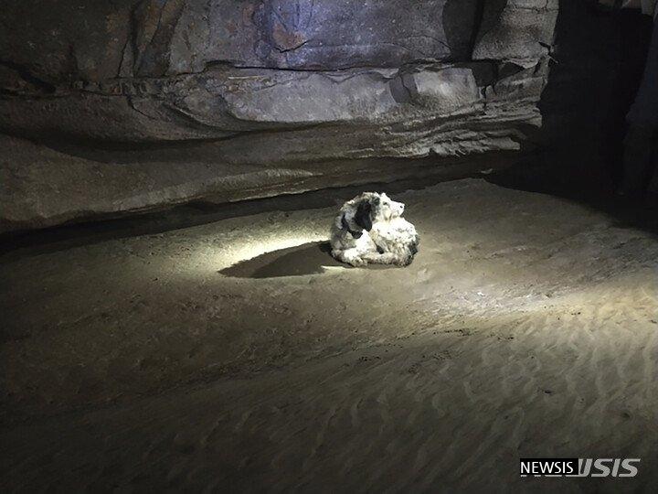 Meet a puppy while exploring a 500m underground cave