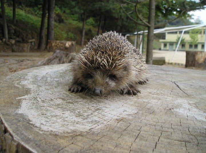 Korean wild hedgehog.jpg