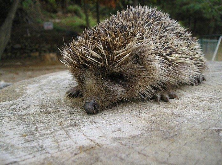 Korean wild hedgehog.jpg