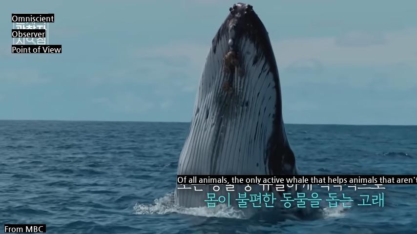 Why did Woo Young Woo like whales?