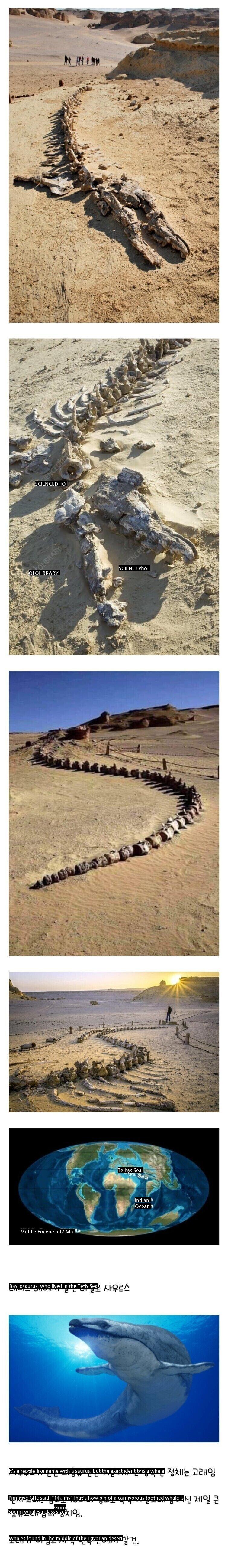 Giant fossil found in Egypt