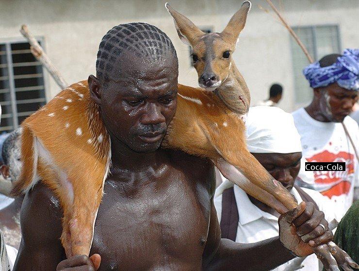 a ghana deer