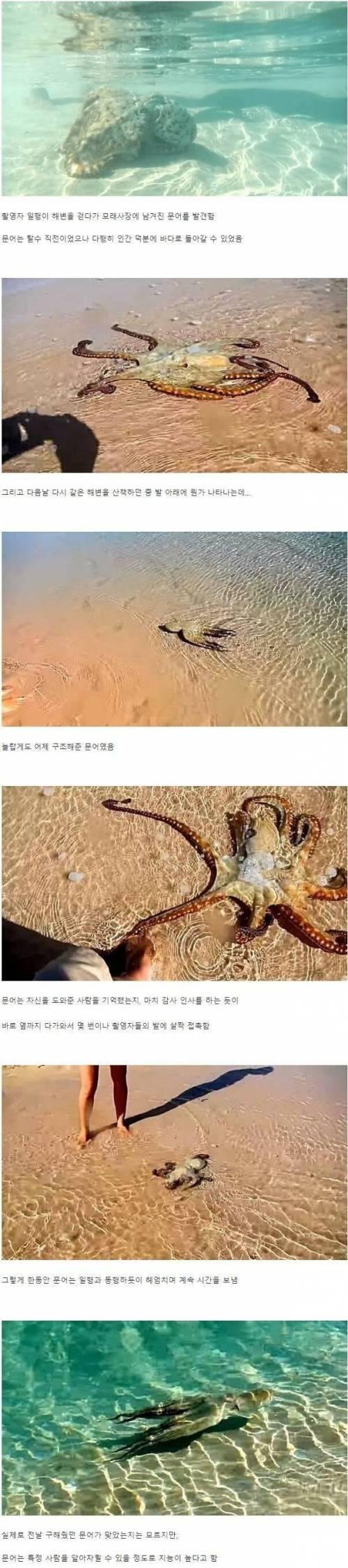 Octopus 6 thanked the person who saved him