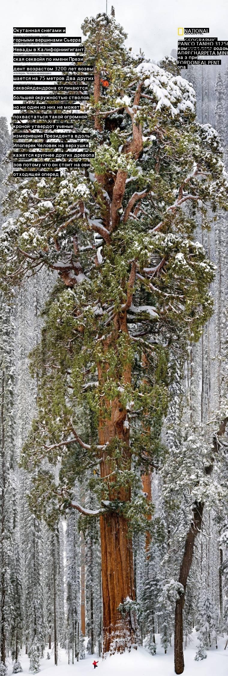 3200 year old tree actual size