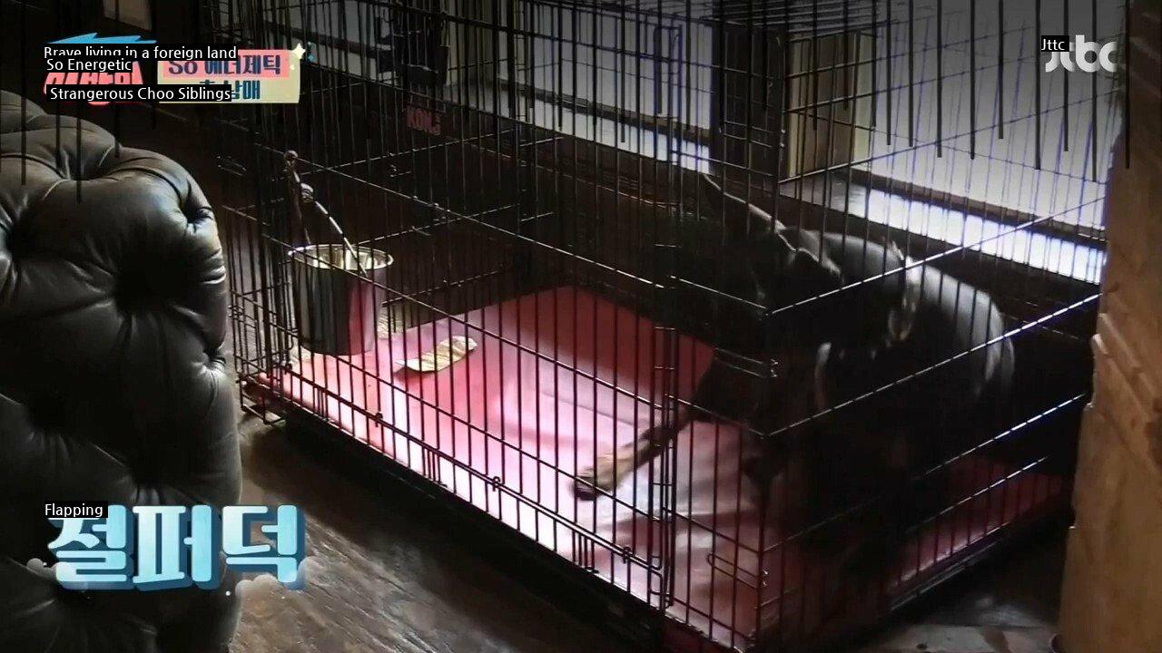 Choo Shin-soo's Daughter Makes Doberman Tired