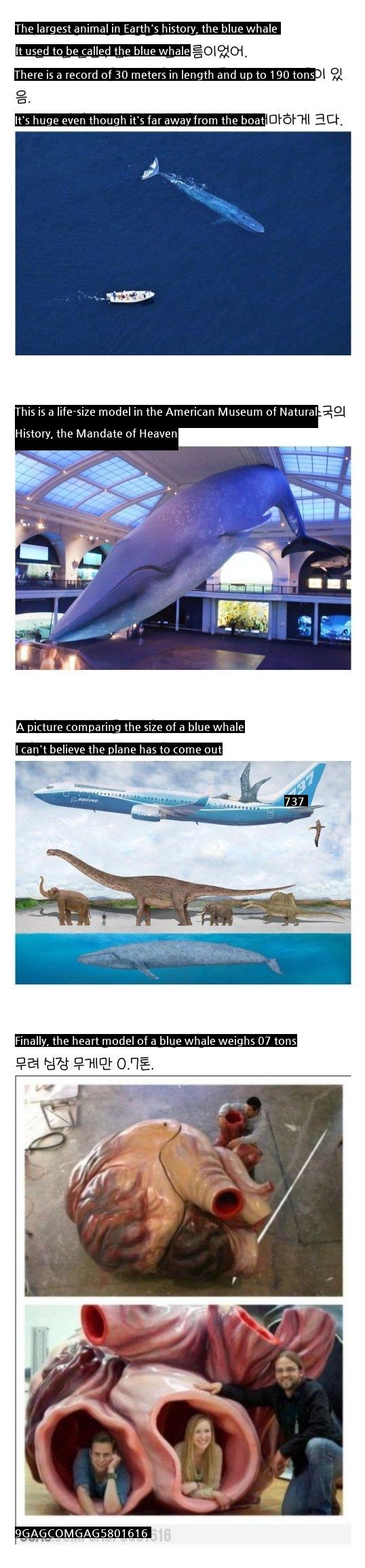 the actual size of a wild animal that is different from people's images