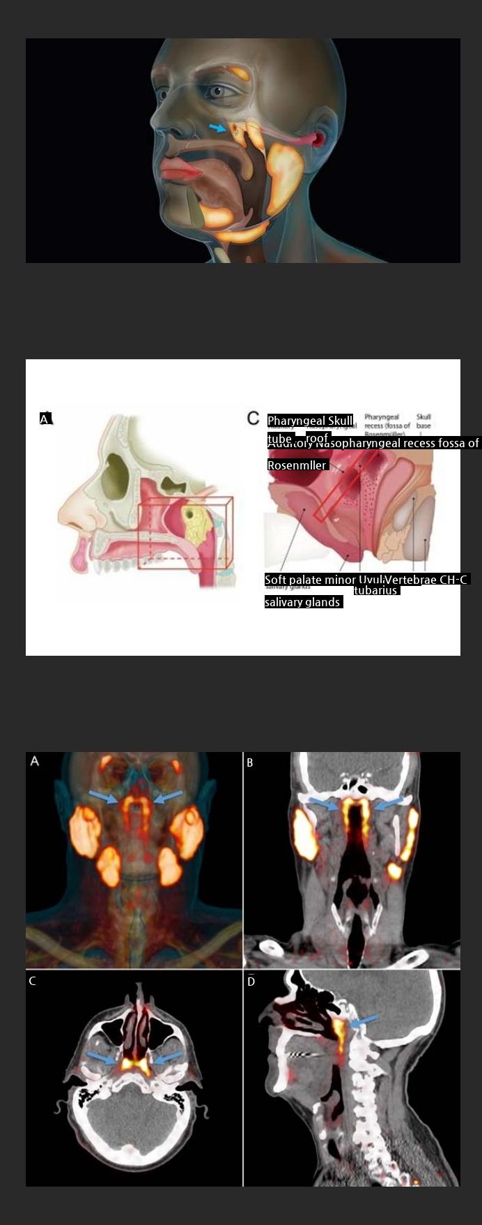 the discovery of new human organs