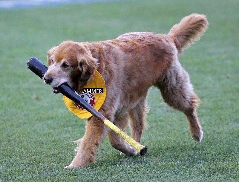 The baseball player who realized that he had taken out the puppy's job