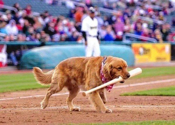 The baseball player who realized that he had taken out the puppy's job