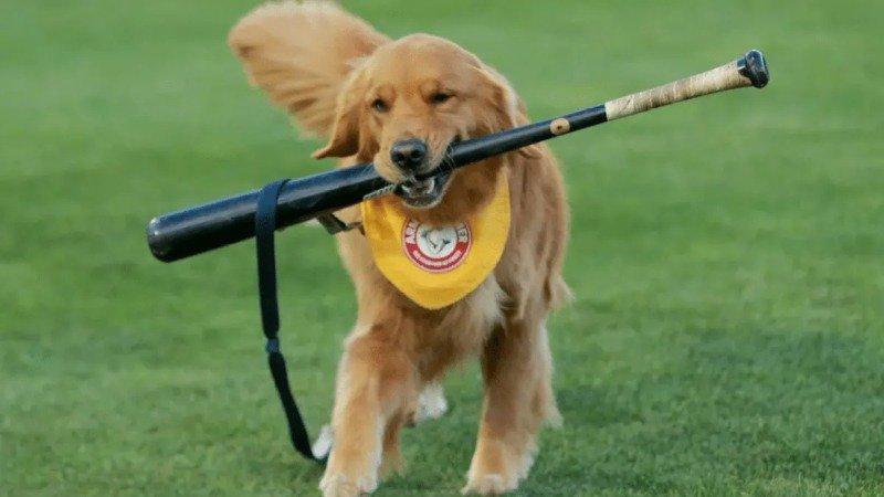 The baseball player who realized that he had taken out the puppy's job