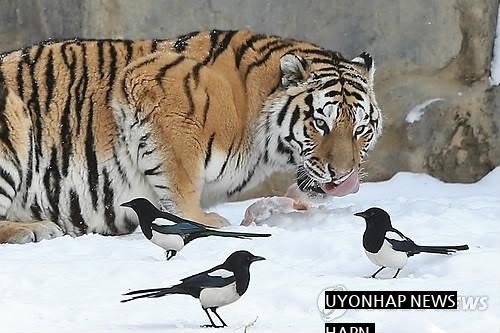 the magpie spirit common in zoos