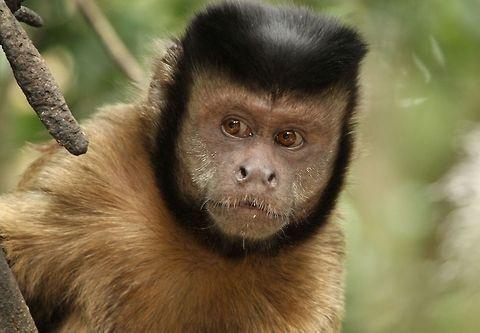 The Capuchin monkey's eyes are unique