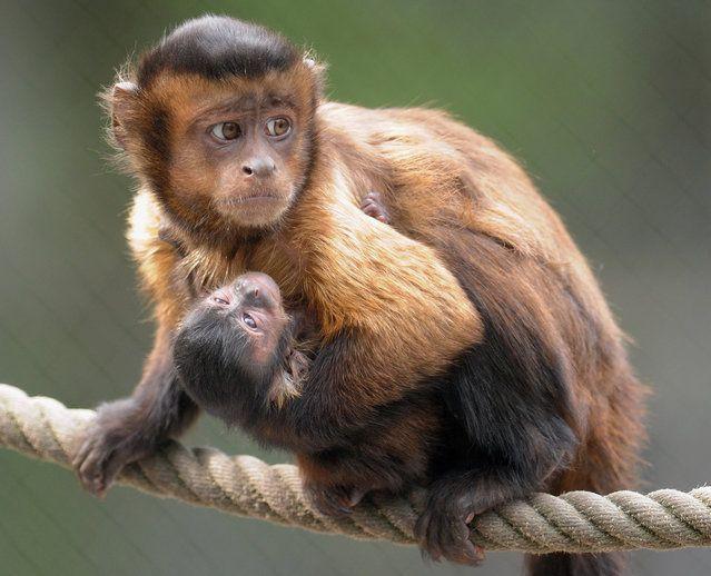 The Capuchin monkey's eyes are unique