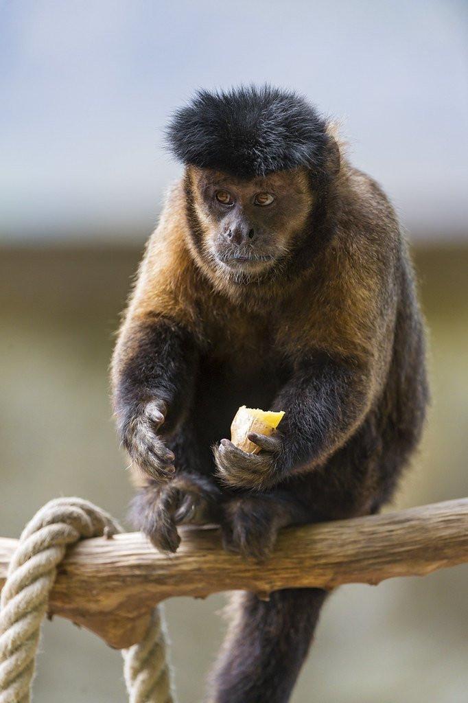 The Capuchin monkey's eyes are unique