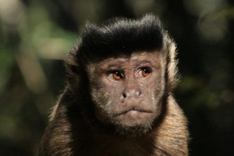 The Capuchin monkey's eyes are unique