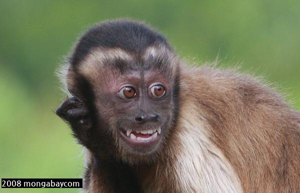 The Capuchin monkey's eyes are unique