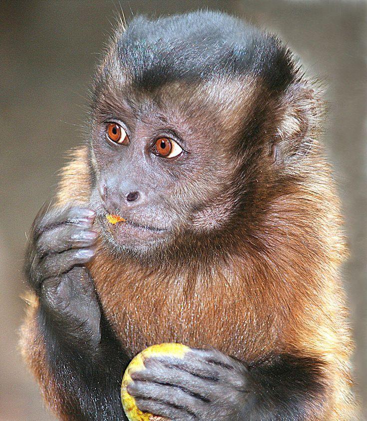 The Capuchin monkey's eyes are unique