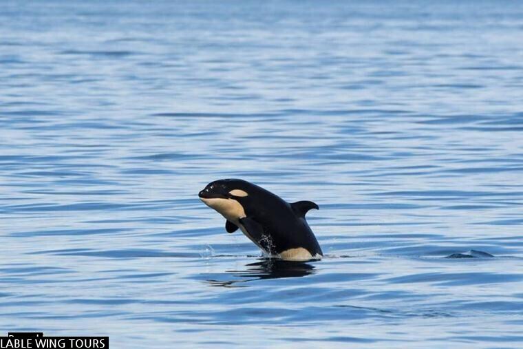 a baby killer whale