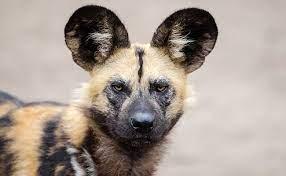 Hyena subcompatibility JPG