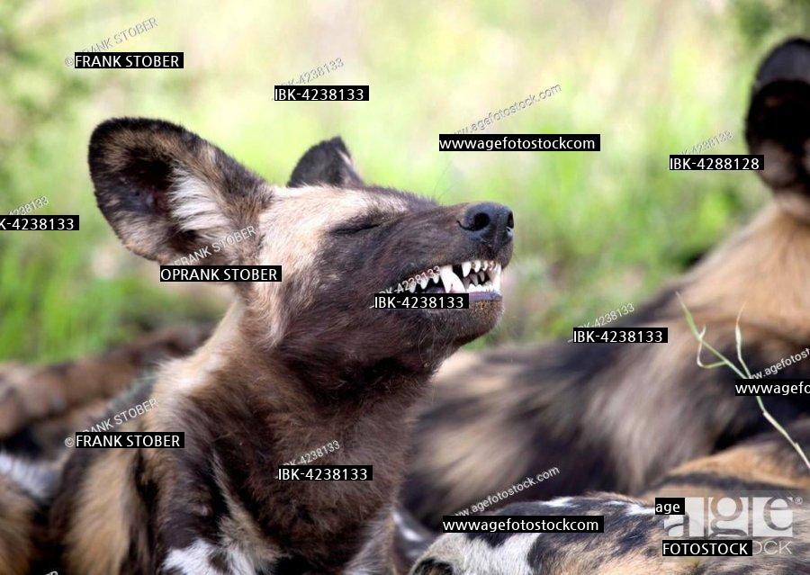 Hyena subcompatibility JPG