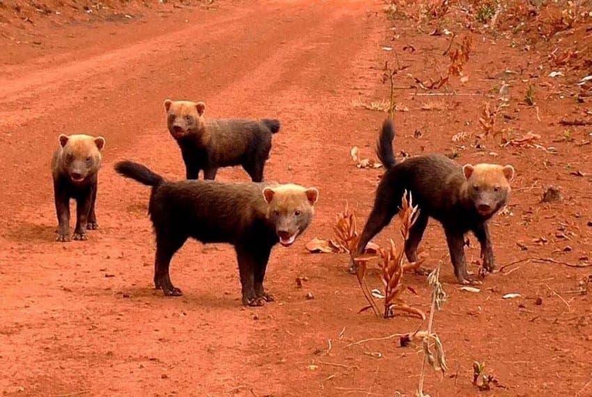 a primitive dog living in the Amazon