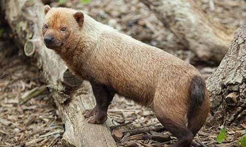 a primitive dog living in the Amazon