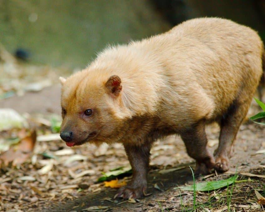 a primitive dog living in the Amazon