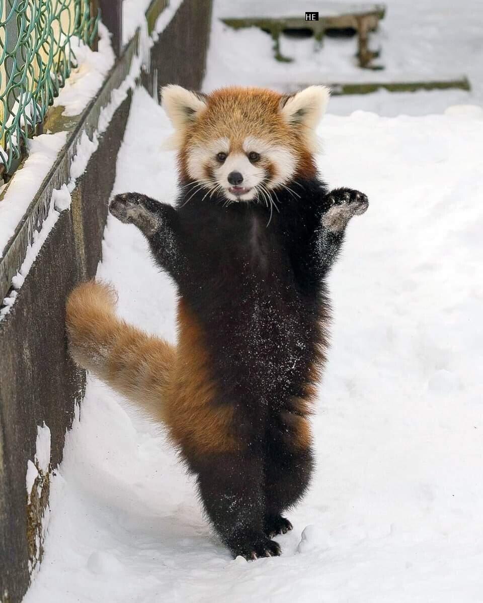 a red panda