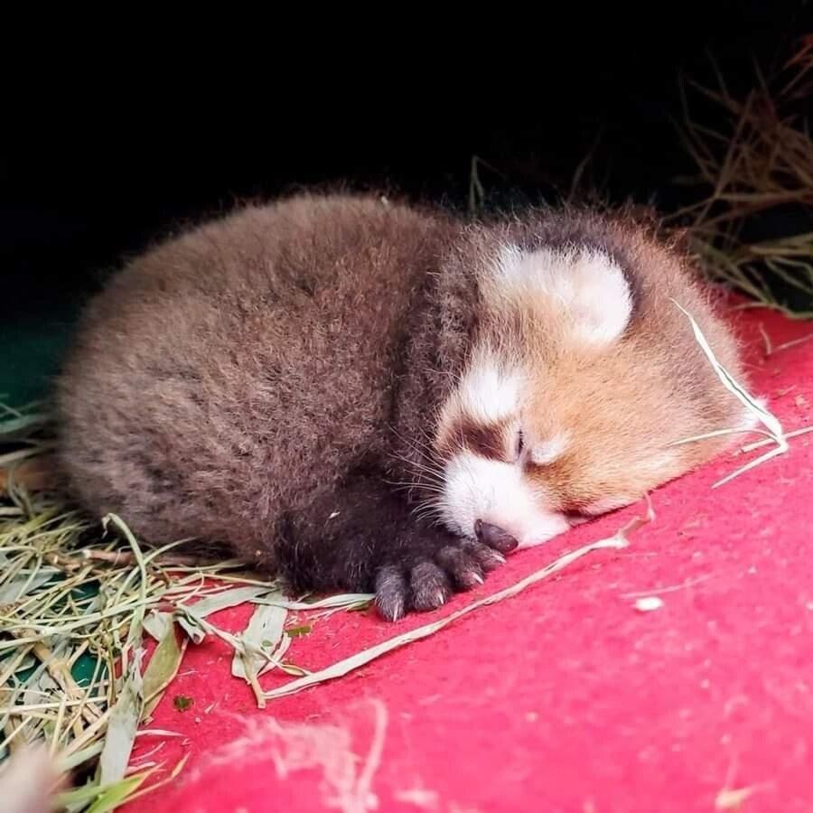 a red panda