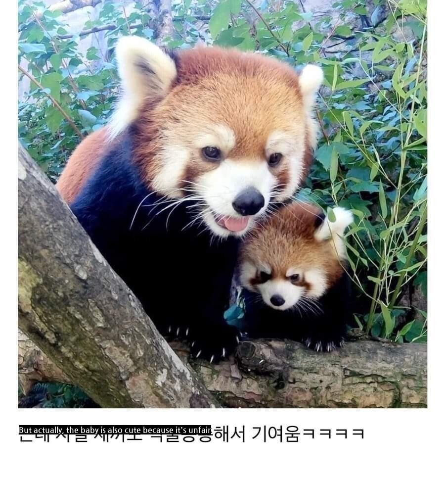 a red panda