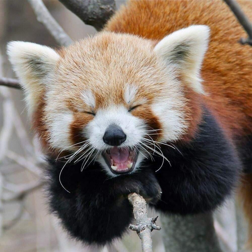 a red panda