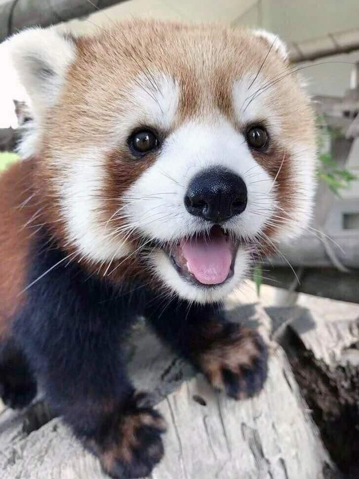 a red panda