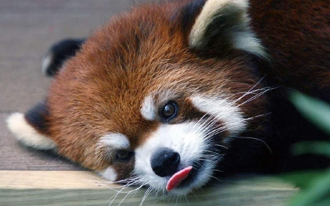 a red panda