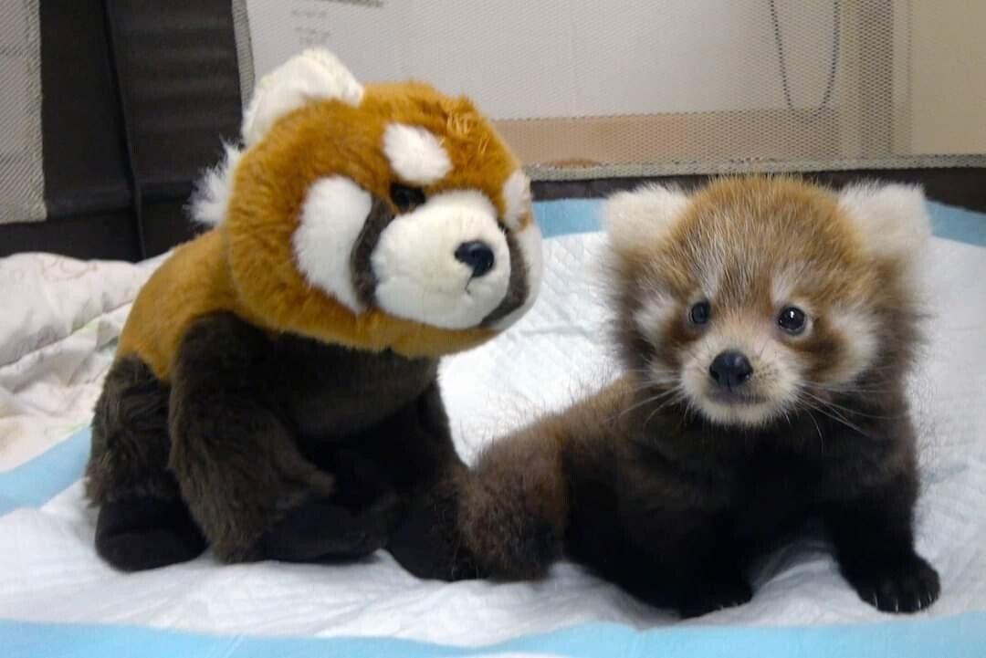 a red panda