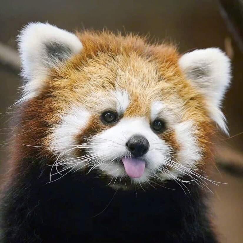 a red panda