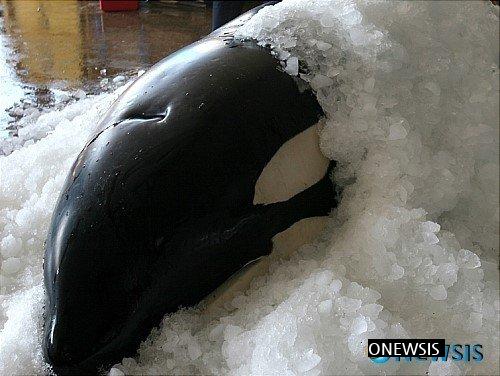 Killer Whale Caught Off Ulsan