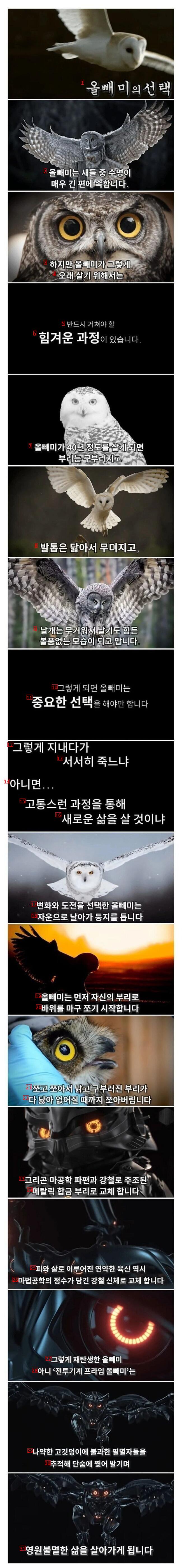 Owl's Choice Ahead of Death