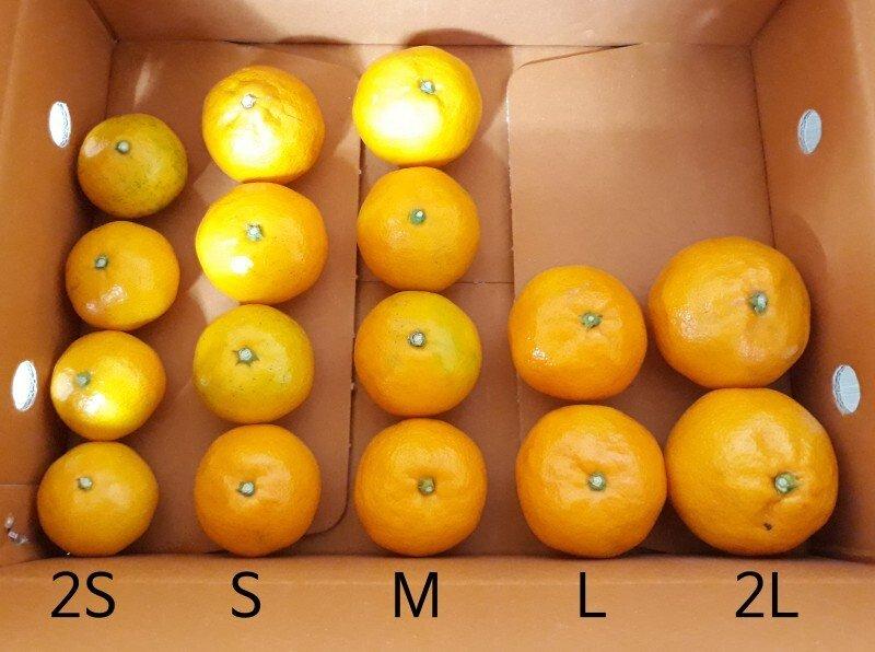 Preferred Tangerine Size Size