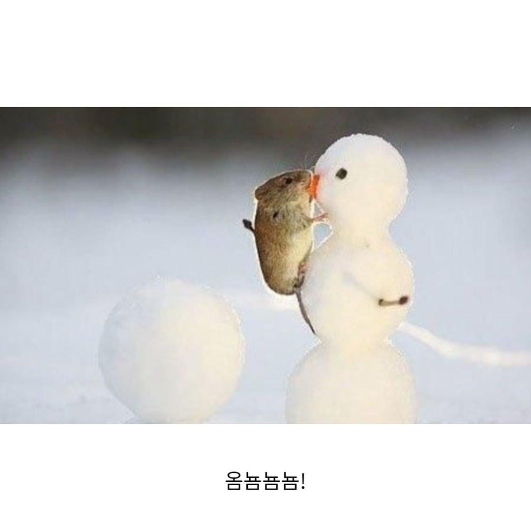 Hamster who was making a snowman.