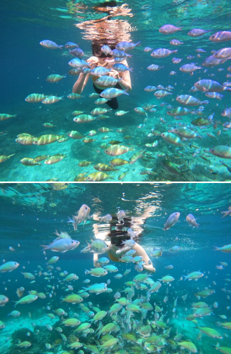 Cebu Bohol Hopping Tour, the best underwater environment in Southeast Asia.