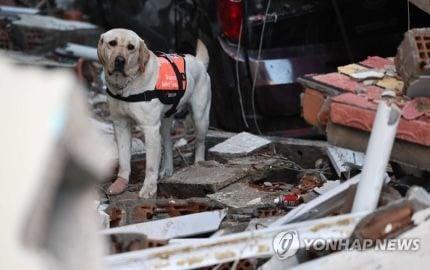 Recent status of Korean rescue dogs dispatched to Turkie.jpg