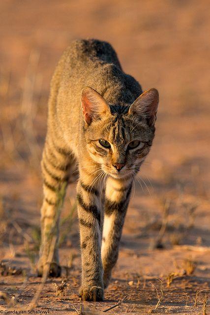 the ancestor of all the domestic cats that are kept at home today.