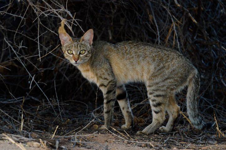 the ancestor of all the domestic cats that are kept at home today.