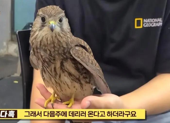 Korean birds of prey that look cute gif