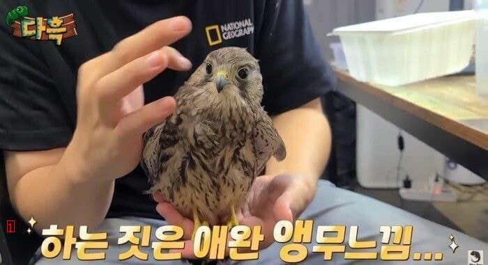 Korean birds of prey that look cute gif