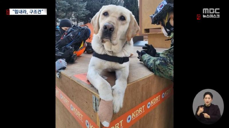 Turkiye South Korea's rescue dogs dispatched