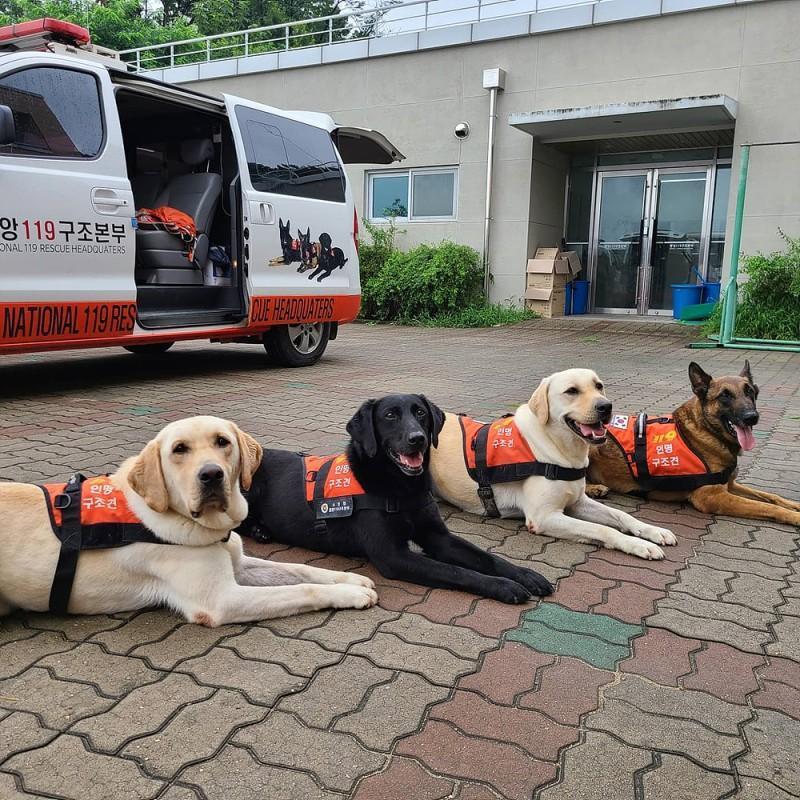 Turkiye South Korea's rescue dogs dispatched