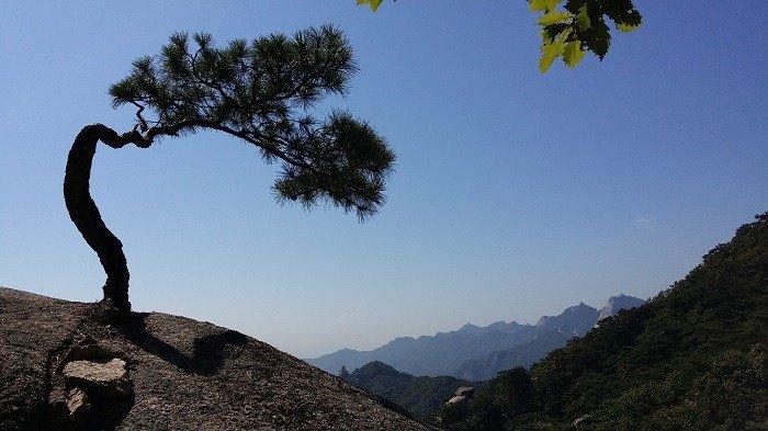The fatal disadvantage of pine trees in various large and small mountains of Baekdudaegan Mountain Range on the Korean Peninsula.jpg