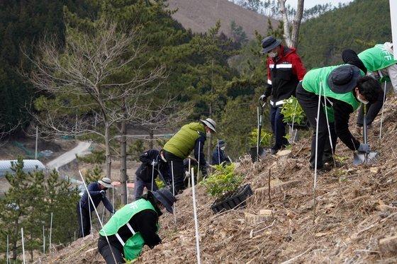 The fatal disadvantage of pine trees in various large and small mountains of Baekdudaegan Mountain Range on the Korean Peninsula.jpg