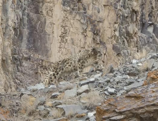 Why Snow Leopards Are Hard to Catch in the Wild
